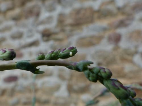 Réf. 212 137 : Eucosma conterminana